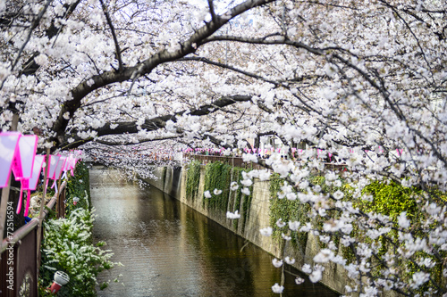 Fotoboard na płycie Tokyo, japan spring canal