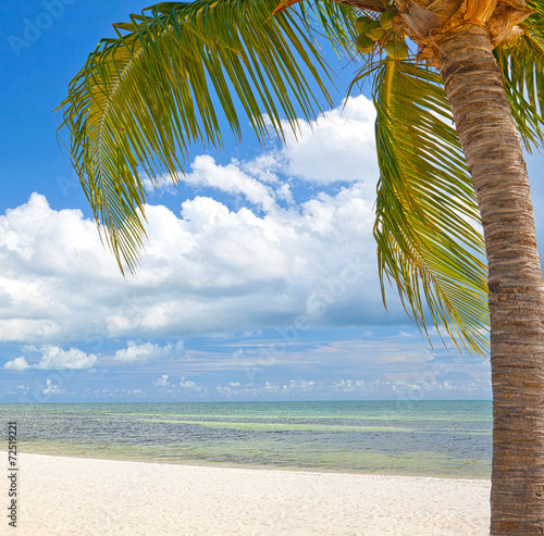 Valokuva Palm trees on the beach ion Key West Florida