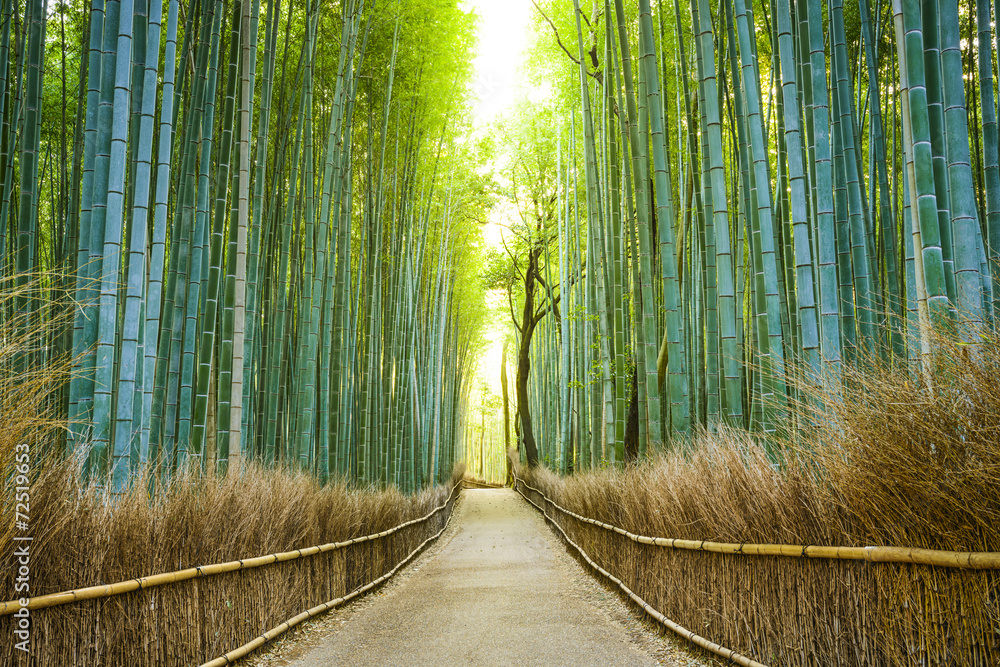 Kyoto, Japan Bamboo Forest - obrazy, fototapety, plakaty 