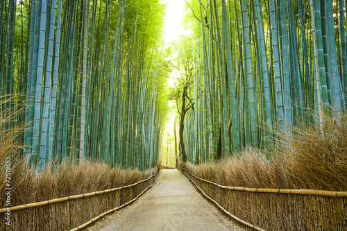 Tapeta ścienna na wymiar Kyoto, Japan Bamboo Forest