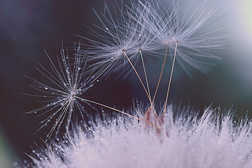 Wall Mural - dandelion seeds macro ease