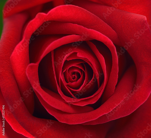 Naklejka na drzwi Extreme close up of red rose flower