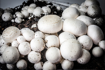 Wall Mural - mushrooms - champignons cultivated on a farm