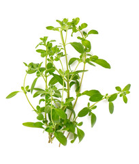 Poster - marjoram isolated on white