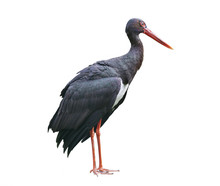 Black Stork Isolated On White Background