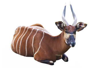 Wall Mural - The Bongo antelope on a white background