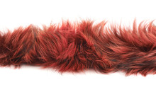 Strip Of Fur Isolated