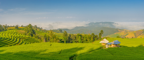 Panoramic view of rice terrace in the morning