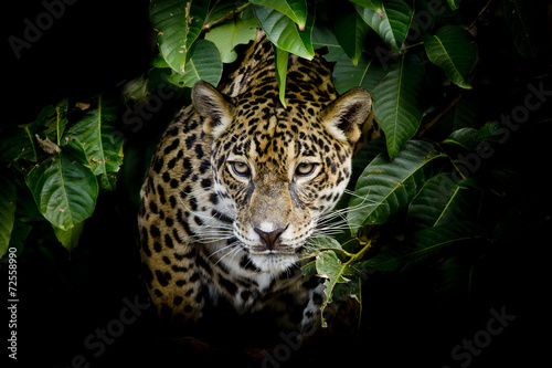 Board z aluminiowym obramowaniem Portret jaguara