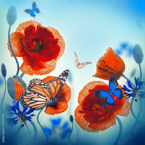 Plakat na papierze fotorealistycznym Pole czerwone maki i niebieskie chabry, motyl