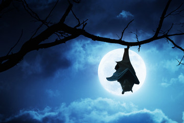 Wall Mural - Creepy Halloween Bat Hangs Upside Down With Full Moon