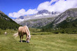Horses Grazing Landscape mountains in Italy Trentino Dolomites
