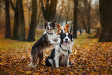Obedient Dog Breed Border Collie. Portrait, Autumn, Nature