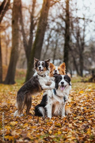 Fototapeta na wymiar obedient dog breed border collie. Portrait, autumn, nature