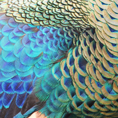  Green Peacock feathers
