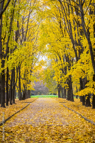 Plakat na papierze fotorealistycznym Jesienny park