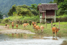 Cow And Naw Song River In Vang Vieng, Laos.