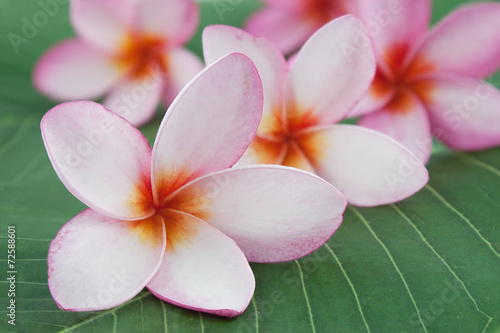 Naklejka nad blat kuchenny plumeria