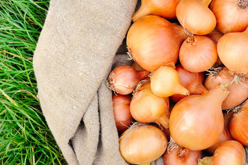 Sticker - Harvested onions