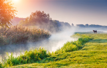 Wall Mural - foggy river