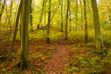 Canvas Print - Beautiful autumn forest