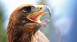 mighty Eagle with its beak wide open