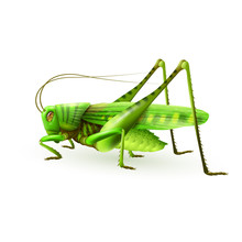 Grasshopper Realistic Isolated