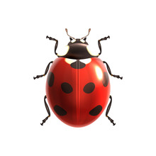 Ladybug Realistic Isolated