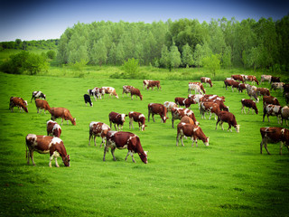 Canvas Print - Cows grazing on pasture