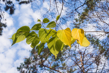 Yellow autumn leaves