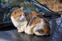 Adult Spotted Multicolor Cats. A Cat Sits On The Roof Of The Car