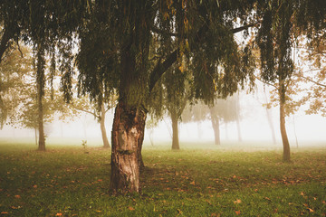 Wall Mural - Willow in the fog