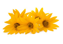 Yellow Flowers Isolated