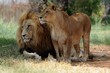 Lion and lioness sitting on grass, South Africa