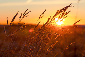 Grass at sunset