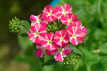 Red And White Verbena Flowers In A Garden