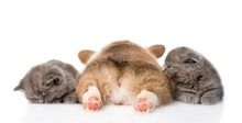 Sleeping Pembroke Welsh Corgi Puppy And Two Kittens. Isolated On