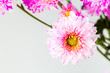 © lightofchairat - close up spray flower, on white background.