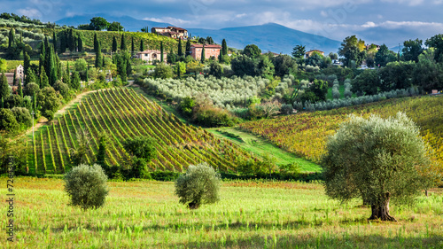 Fototapeta na wymiar Vineyards and olive trees in a small village, Tuscany