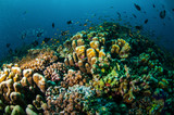 Fototapeta Do akwarium - Various reef fishes, Gili Lombok Nusa Tenggara Barat underwater