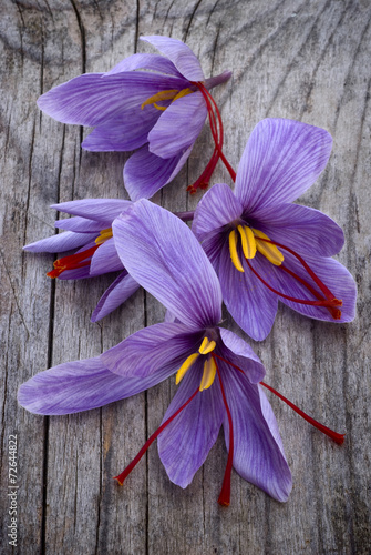 Naklejka - mata magnetyczna na lodówkę Saffron flowers (Crocus sativus)