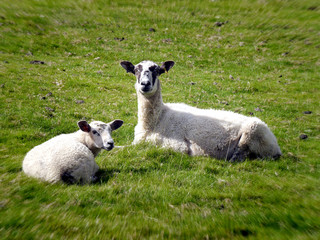 Two sheep in field