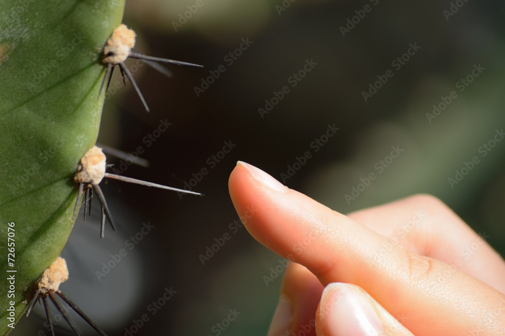 Stock-Foto Finger an einem Stachel von Kaktus Pachycereus pringlei sehr  nah | Adobe Stock