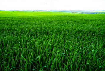 Wall Mural - field of grass