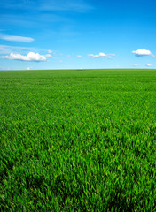 Wall Mural - green field