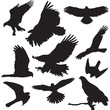 Raptors vector illustrations set of ten bird silhouettes