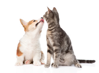 Pembroke Welsh Corgi puppy kisses cat. isolated on white backgro