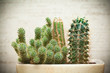 home cactus in a pot
