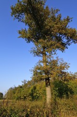 Wall Mural - Autumn in the forest