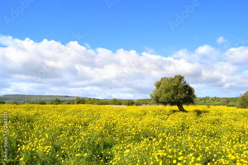 Fotografie, Obraz Panorama con prato fiorito - albero di ulivo.